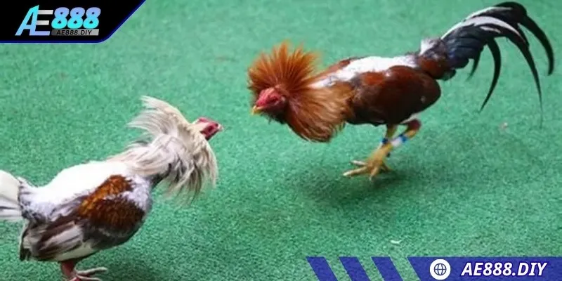 Cần hiểu rõ về kèo đá gà AE888 trước khi đặt