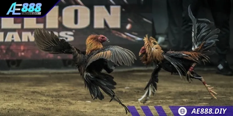 Kèo đấu truyền thống không gắn thêm vũ khí sắc nhọn