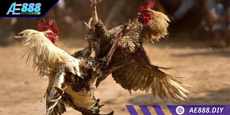 Những chiến kê tham gia cựa dao đều là “chiến binh” đích thực