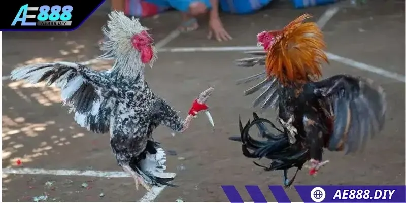 Đá gà cựa dao đang là loại hình đấu kê hấp dẫn 