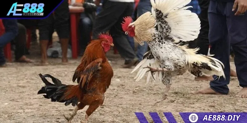 Kê sư cần ưu tiên những trận đấu rõ ràng về thông tin