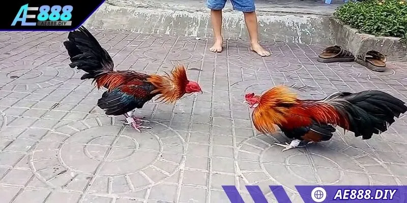 Sảnh cược có tỷ lệ thưởng hấp dẫn