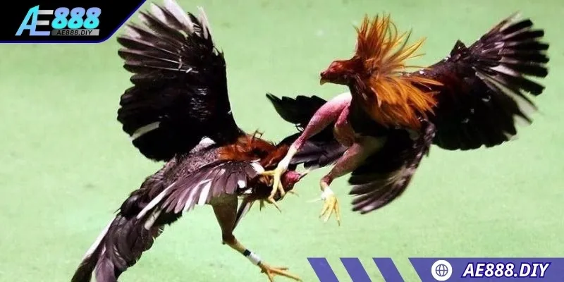 Bí quyết chọn trận đấu để tăng hiệu quả