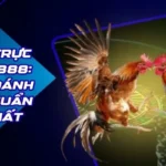 da ga truc tiep ae888