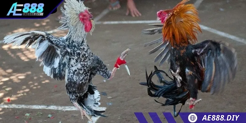 Cơ hội thắng dựa trên năng lực của chiến kê