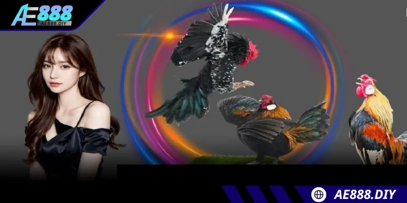 Hệ thống live đá gà trực tiếp AE888 cực mãn nhãn